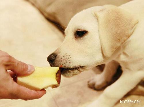 在狗狗眼中，这六种食材是它的“最喜欢”，吃完会很开心