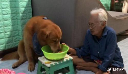 90岁奶奶反对养狗，看到金毛后完全沦陷，狗狗成了她的小跟班