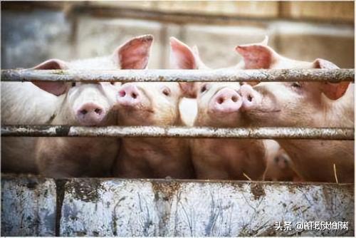 猪价下滑超预期，5、6月份猪价反弹有待观察 预计年内低点在国庆前后