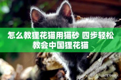 怎么教狸花猫用猫砂 四步轻松教会中国狸花猫