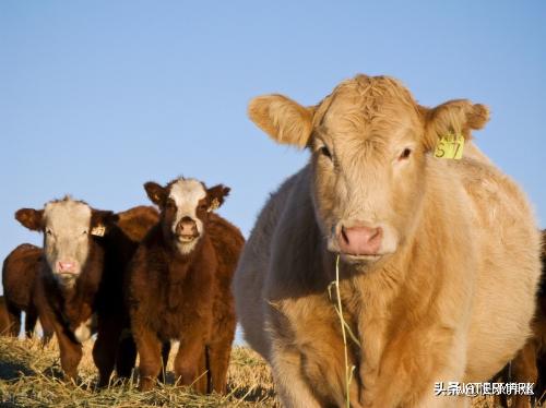 2022年将是养牛赔钱之年，全行业都要面临各种风险
