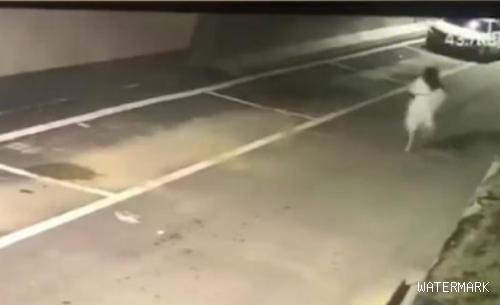 北京一女子的车，被流浪狗咬花，第二天拿棍子追了狗子好几条街