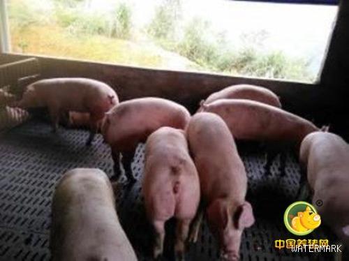 孔路军：猪的免疫及其生产应用