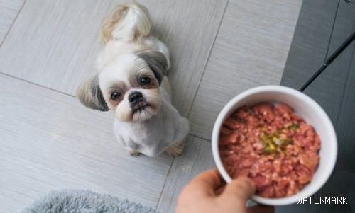 狗狗能吃米饭掺狗粮吗？可以的