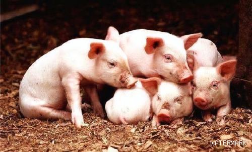 关注“猪周期”:猪肉价格持续下跌,生猪养殖总体亏损，猪价暴跌后骤涨!春节前猪价预测