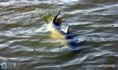 钓鱼该如何抓住鱼类的致命选择