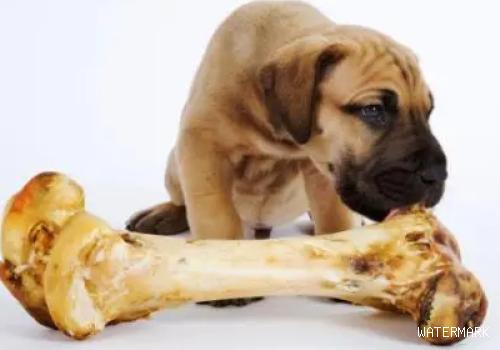 狗吃到鸡骨头怎么办？为什么狗不能吃鸡骨头？