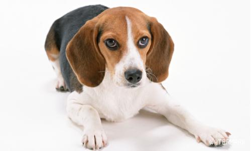 怎么判断狗吃了老鼠药或农药？误食了怎么办？