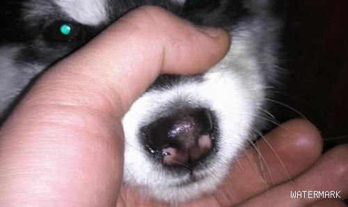 狗狗鼻子受伤的护理及鼻头干湿的健康表现