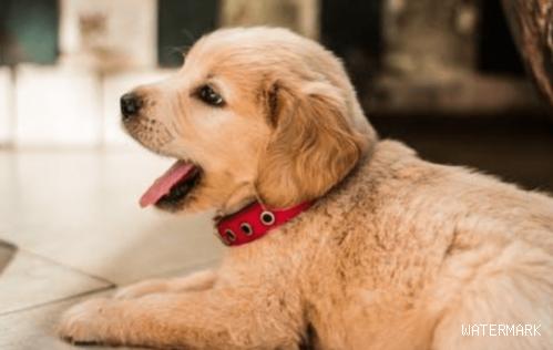 狗狗肠胃炎吃什么消炎药？宠物犬有肠胃炎用什么药消炎？