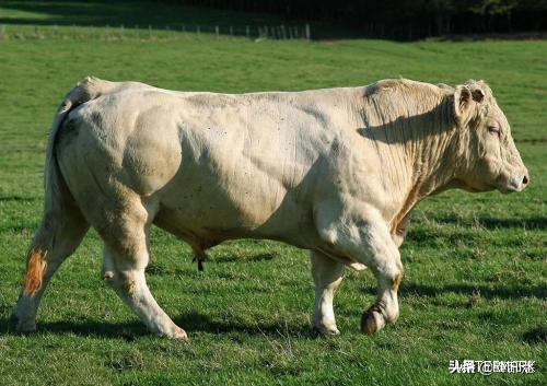世界“史泰龙”，一头牛，每天能长3斤肉，重1.2吨。有必要为它的新生儿进行剖腹产-