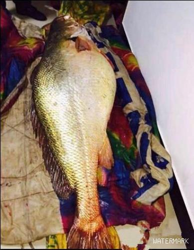 渔民钓获160斤值400万元的巨型天然黄瓜鱼