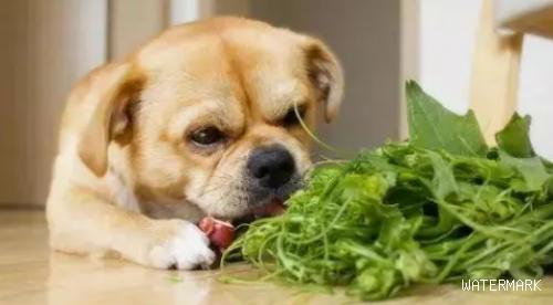 菠菜大量上市，狗狗可以吃吗？