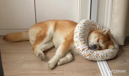 假如家里小狗有这3睡觉姿势，表明它并不是信赖你