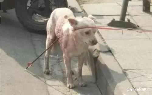 流浪狗被别人用铁箭射穿，它失落地在大街上寻求帮助，近百人看热闹