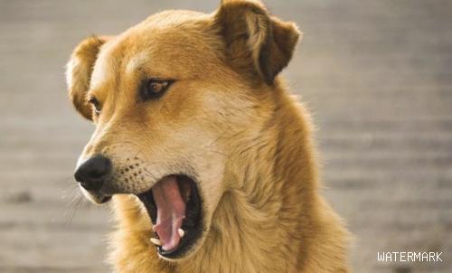 狗狗鸣叫声有含意，这6种“狗语”宠主一定要了解