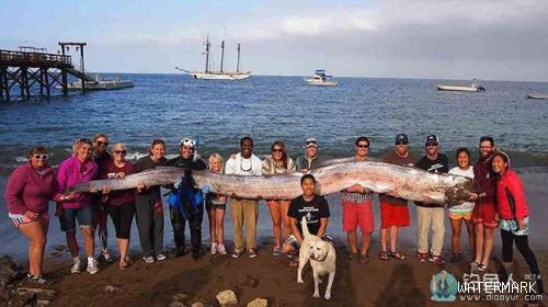美国加州海岸惊现罕见五米长扁平怪鱼
