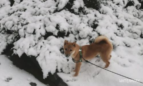 柴犬据说外边下雪了，网友喊它去玩，狗：走瞧瞧去！