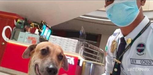 流浪狗闯入商场里，保安没暴力赶走反而收编了它，成为一只维护犬