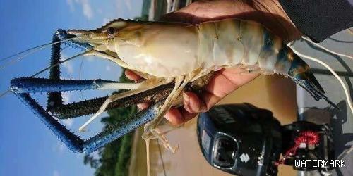 杭州暴雨后，河道内出现“湄公河巨虾”重达1斤