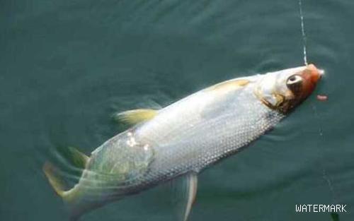 夏季钓黄尾鱼用什么饵料？
