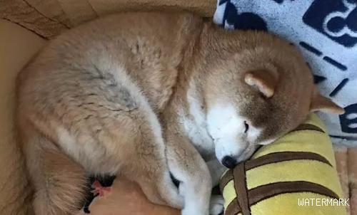 15岁柴犬躺在主人怀中入眠，如同回到最初，睡相非常讨人喜欢