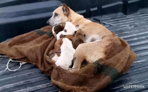 狗狗一家被装在麻袋丢弃，狗妈尽力护着8只幼崽：别怕，有我在呢