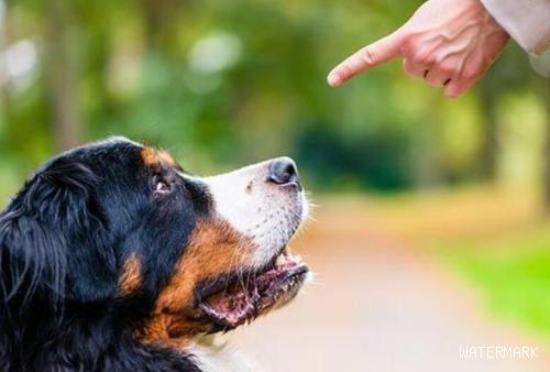 如何训练狗狗对陌生人发出警告？