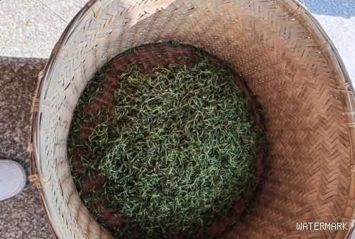 纯手工绿色无污染的绿茶采摘,制作过程怎么写
