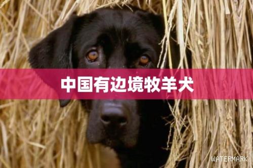 中国有边境牧羊犬