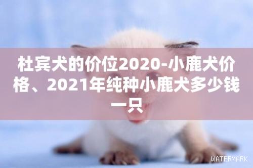 杜宾犬的价位2020-小鹿犬价格、2021年纯种小鹿犬多少钱一只
