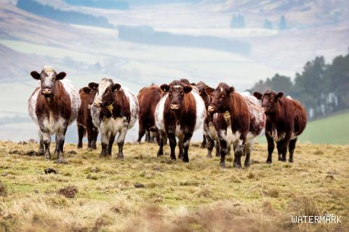 经过200年育种的短角牛，牛肉细嫩肉汁丰富，世界各地的人都爱吃