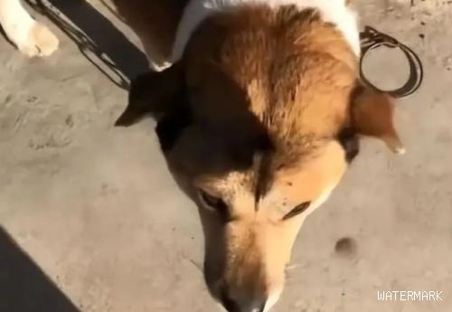 网友把养了7年的狗狗送给50公里外的亲戚一周后，一打开门居然…