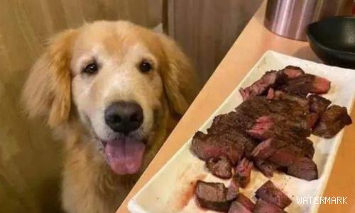 烧烤摊遇小狗服务生，老总：点牛排就会有桌旁服务项目