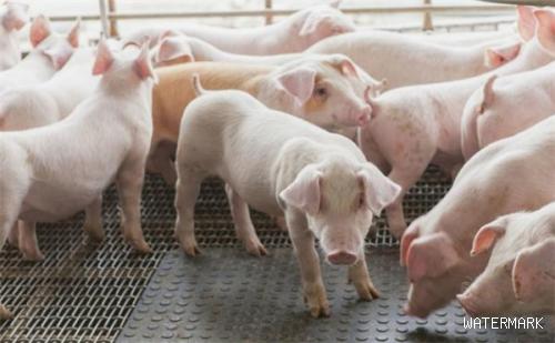 导致母猪流产的原因有哪些？该如何对症治疗？