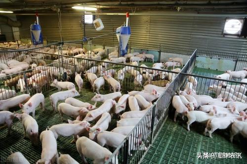 猪肉价格连续12周上涨，是什么原因造成的？今日猪肉价格是多少？