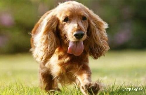 小狗尿道感染能吃阿莫西林吗阿莫西林对狗尿路感染管用吗