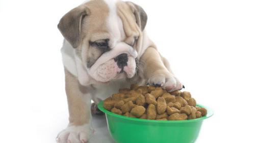 换犬粮的情况下为狗狗怎么会出現消化不好或恶心呕吐的状况？
