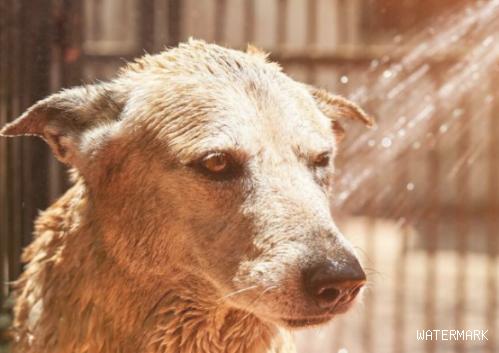 狗狗洗澡注意点，多长时间洗一次澡才最好呢？
