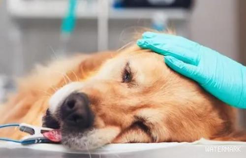 小狗得了“传染性肝炎”还能获救么？！