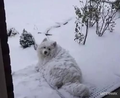 狗狗犯错误，被放进雪天反省，再度打开门，主人奔溃了！