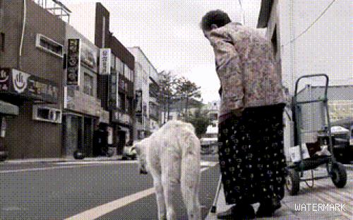 狗狗与奶奶相伴13年，奶奶离世后，狗狗仍每天坚持陪奶奶“散步” 