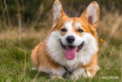 狗狗排泄物臭的原因是什么？如何除味最有效？