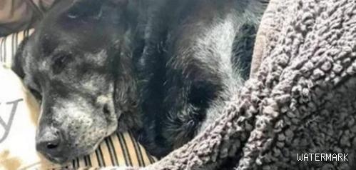 世界五大“忠犬八公”：20岁的拉布拉多拒绝离开去世的主人