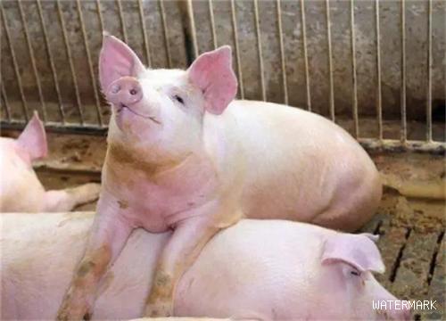怎么让初产母猪繁育效果好？