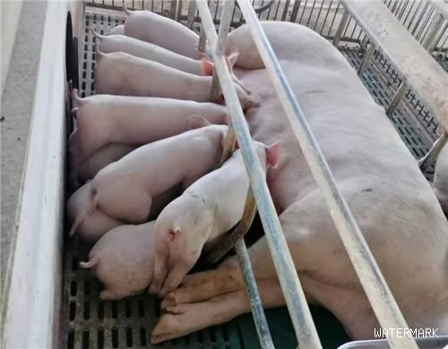 遇到母猪流产，如何用药物进行母猪保胎？
