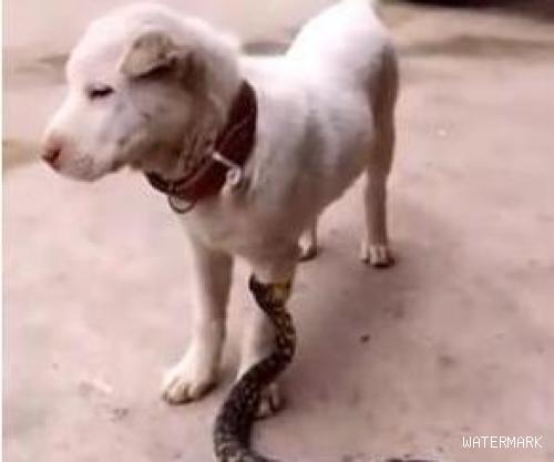 狗狗被蛇咬了肿起来了该怎么办？