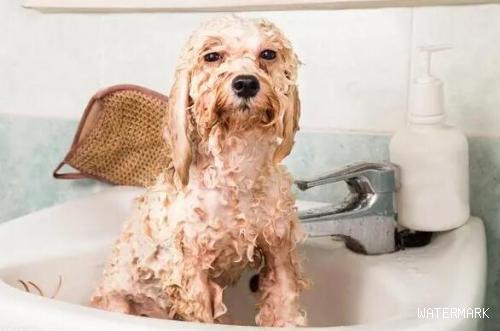 给狗狗洗澡澡，你要注意以下几个事项