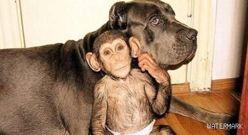 被狗收养的孤儿黑猩猩 竟然把自己当成一条狗了