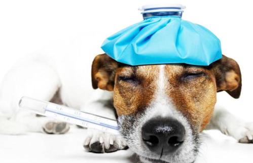 狗狗发烧感冒针一般要多少钱，不想花钱还是要注意这些